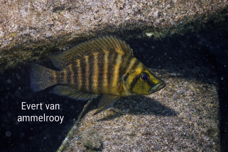 Altolamprologus compressiceps 'Mulyma'